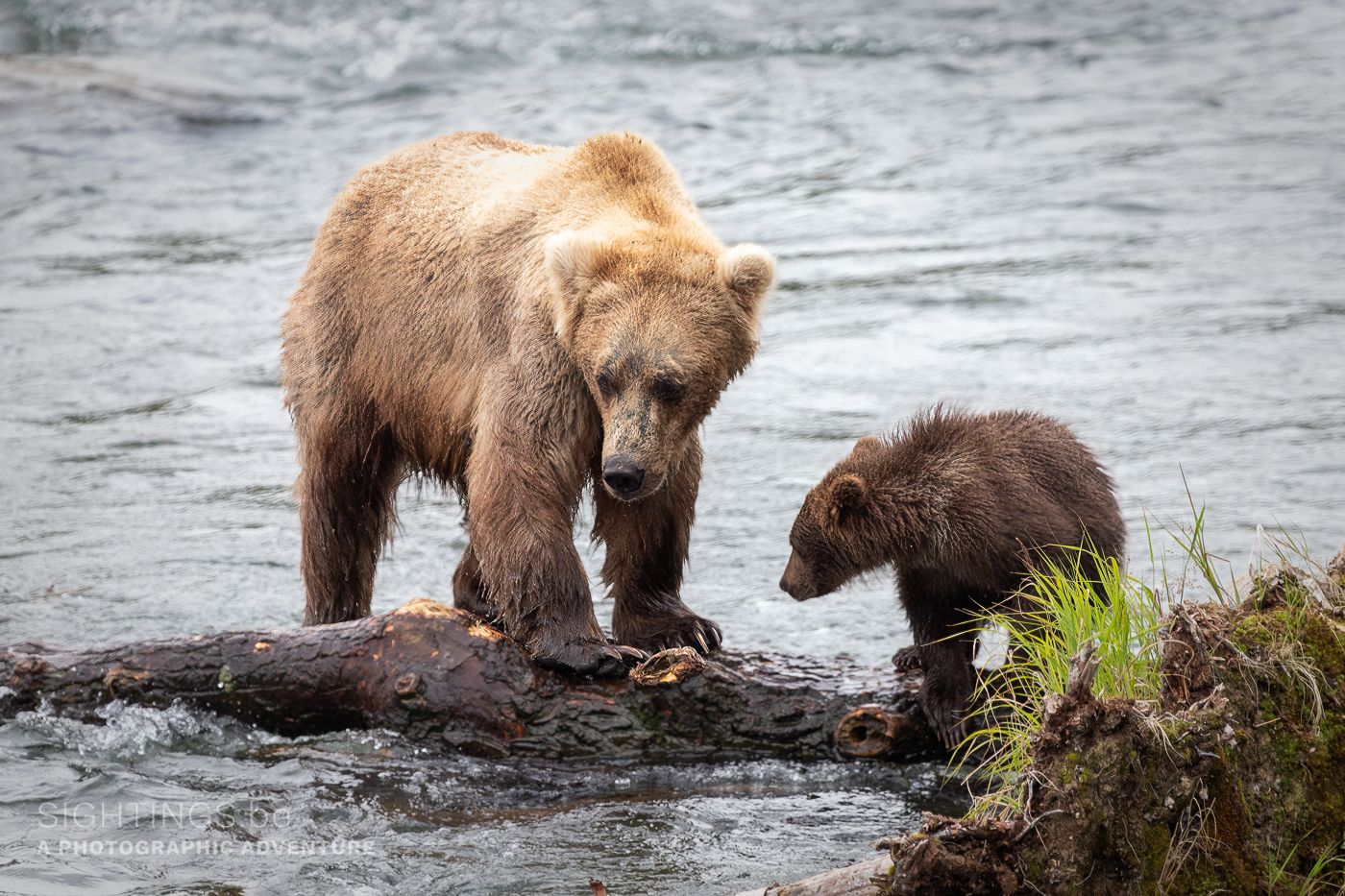 Brooks Falls, Katmai National Park