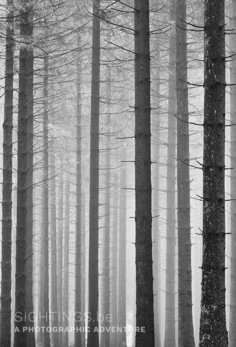 Forest near Gedinne