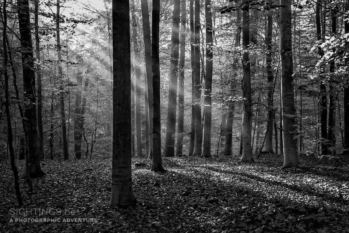 Meerdaal forest, Nethen