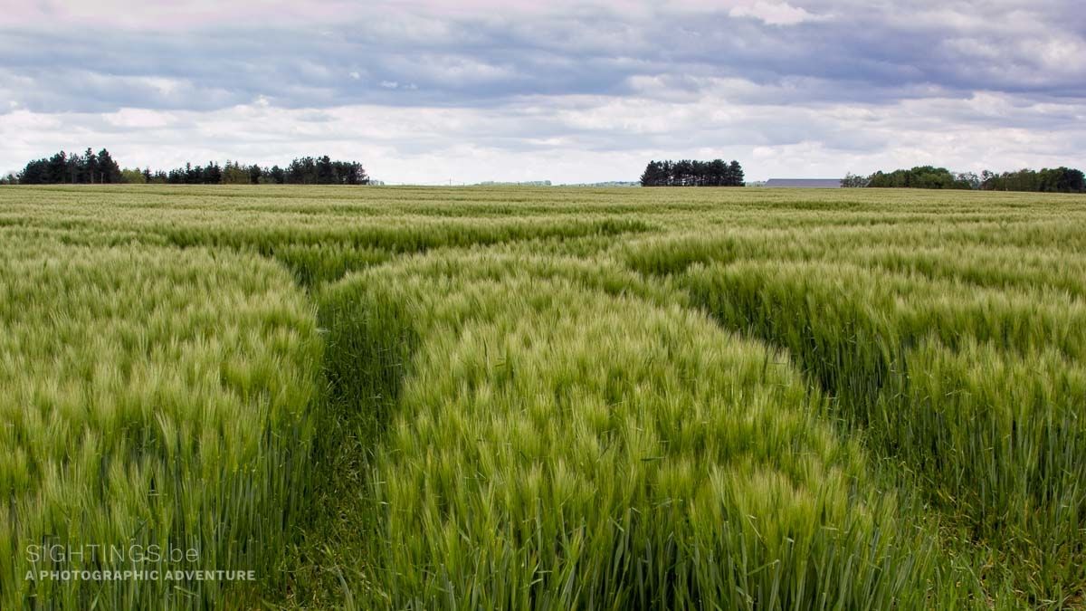 Field in Tielt-Winge