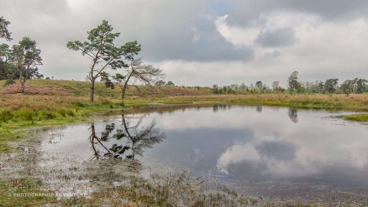Kalmthoutse Heide