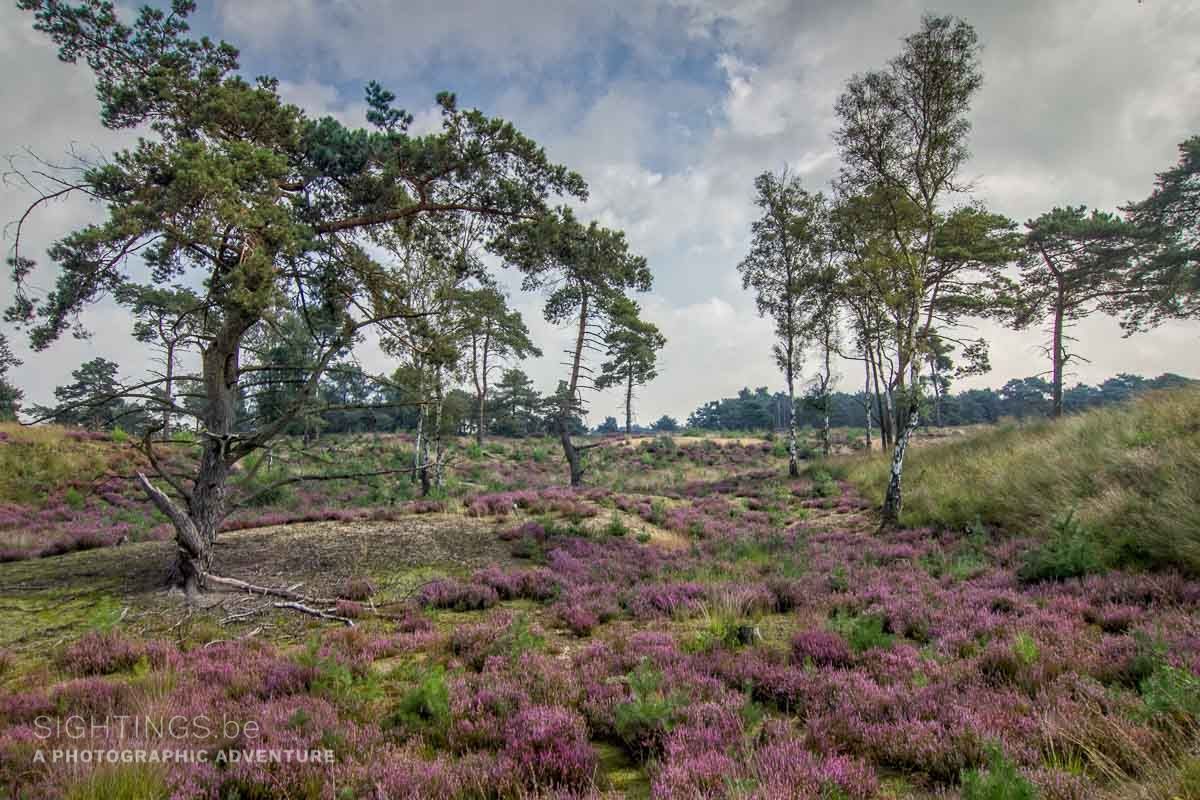 Kalmthoutse Heide
