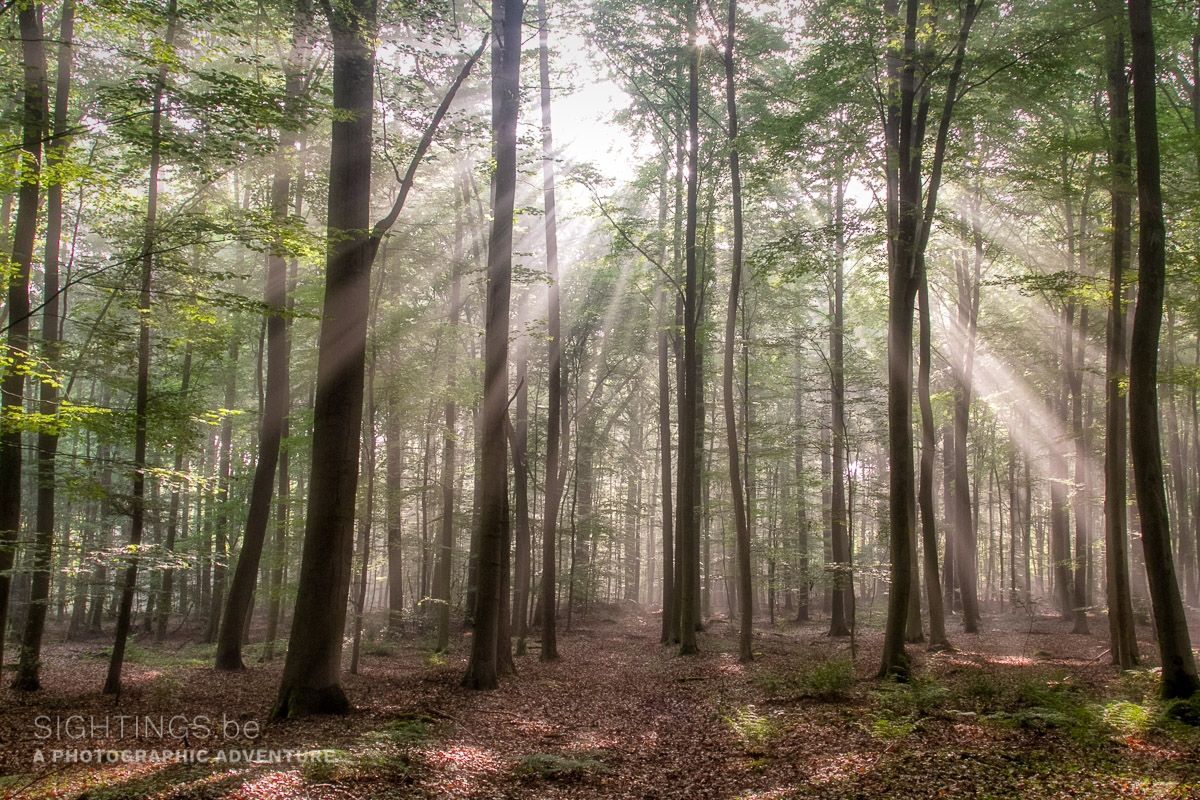 Sunrays