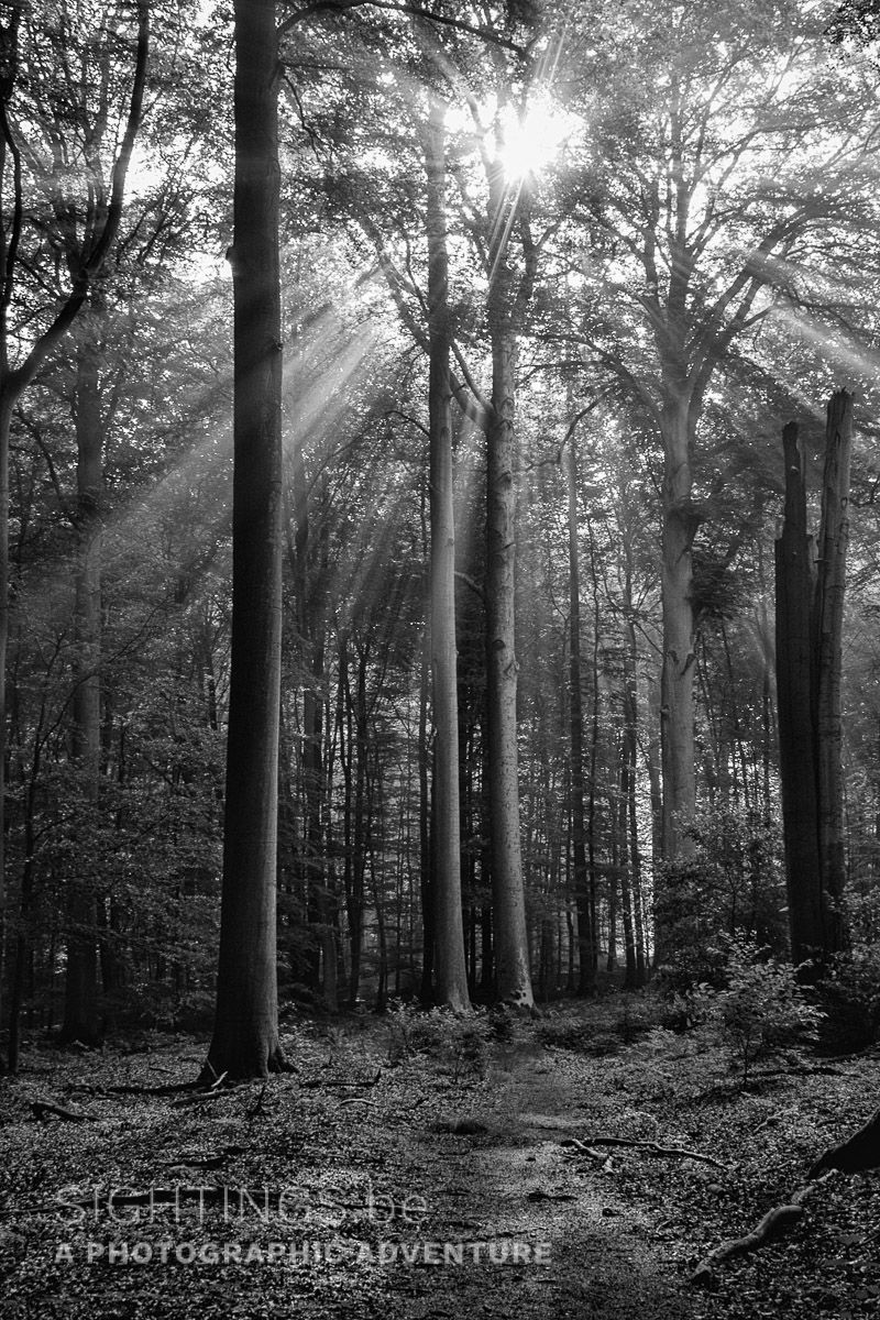 Sunrays in the Kouterbos