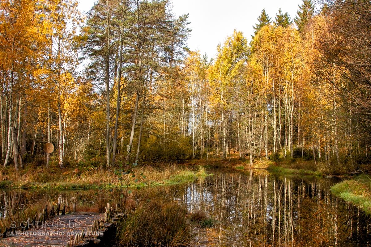 Autumn forest near Vitlycke Museum, Tanumshede