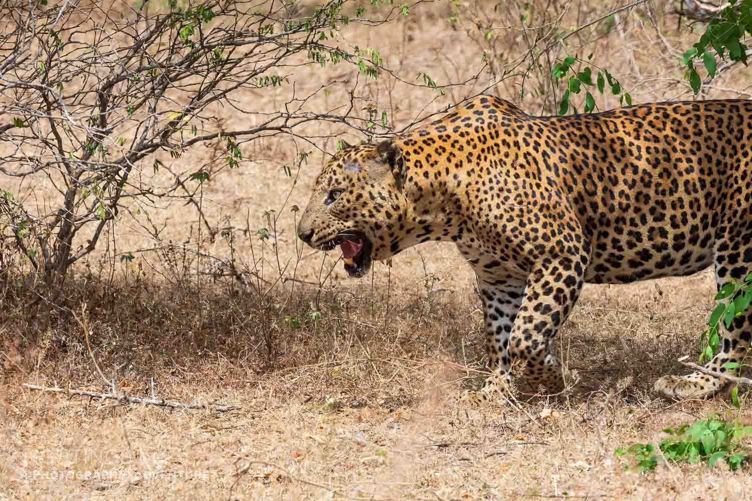 Leopard in Yala National Park