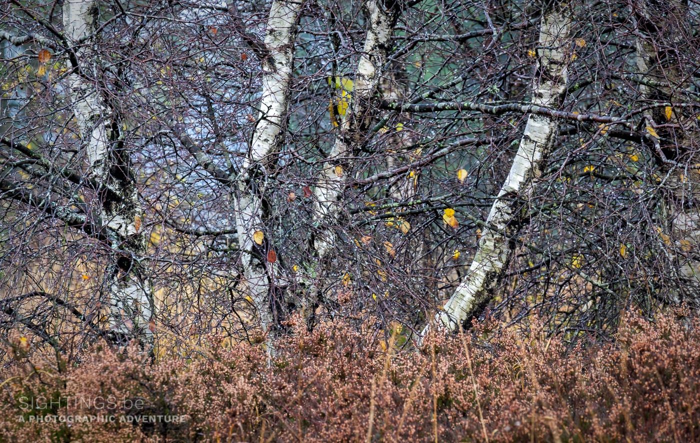 Birch grove