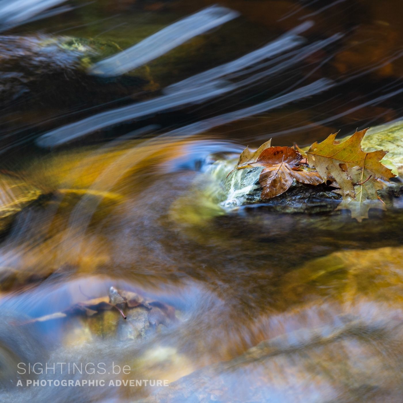 Autumn in motion