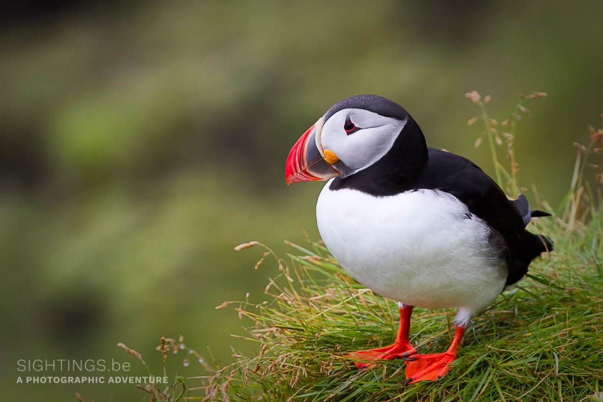Atlantic puffin near Dyrholaey