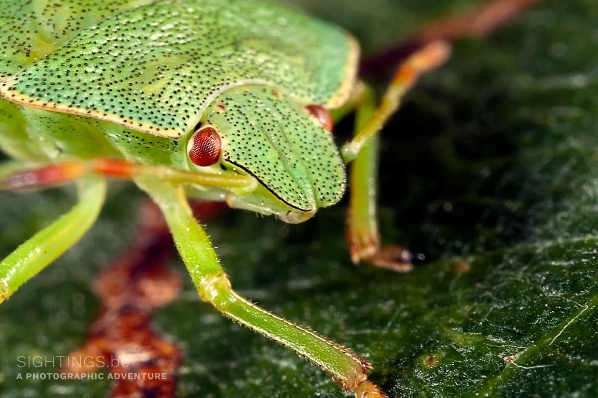 Young green bug