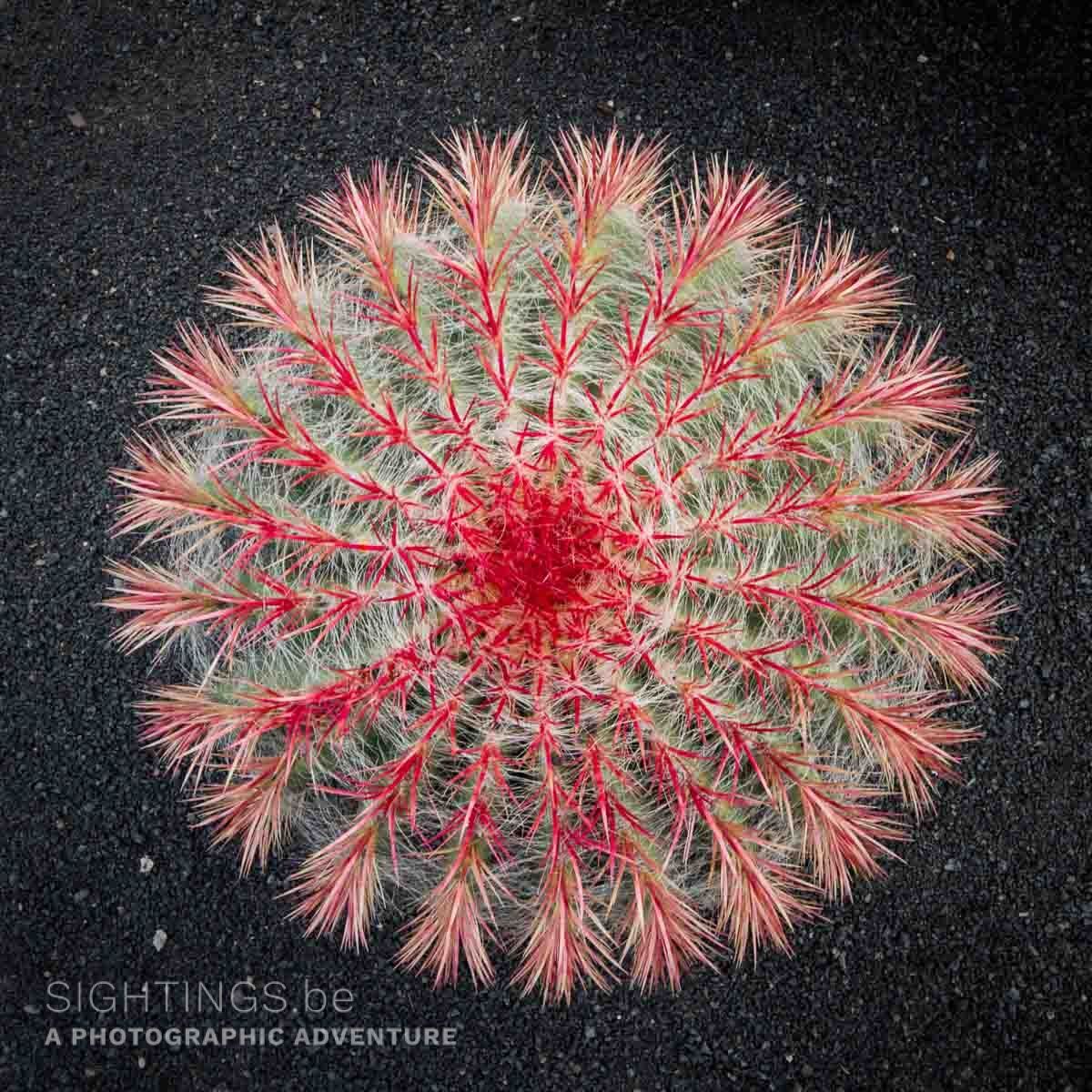 Cactus