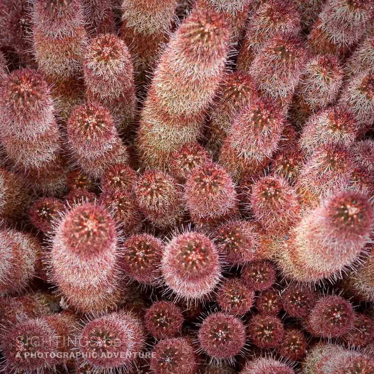 Cactus