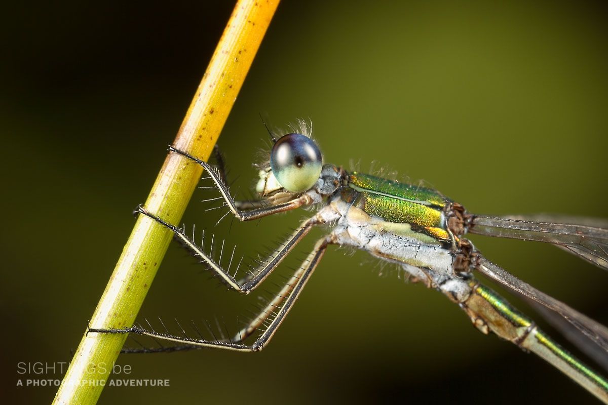 Damselfly
