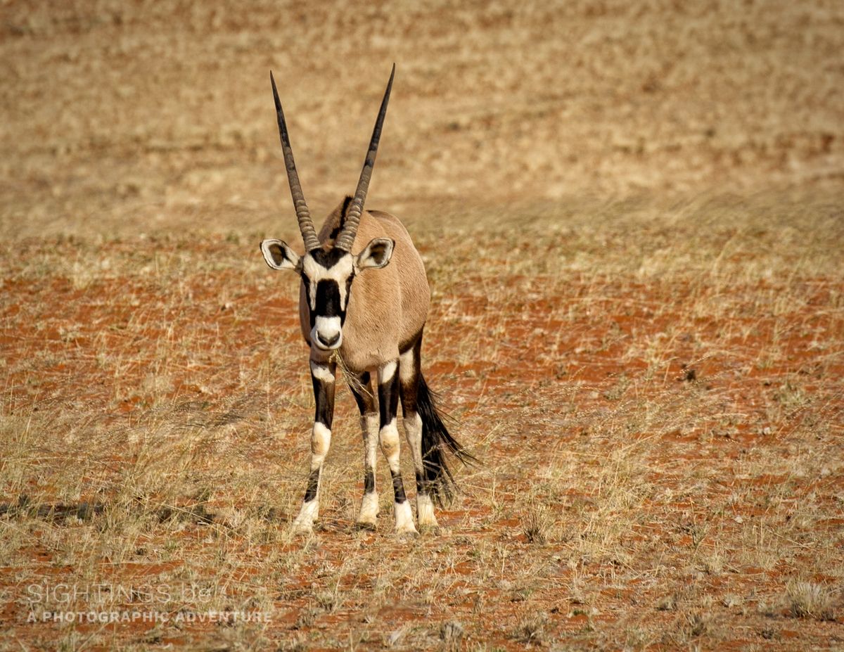 Oryx in the Naukluft area