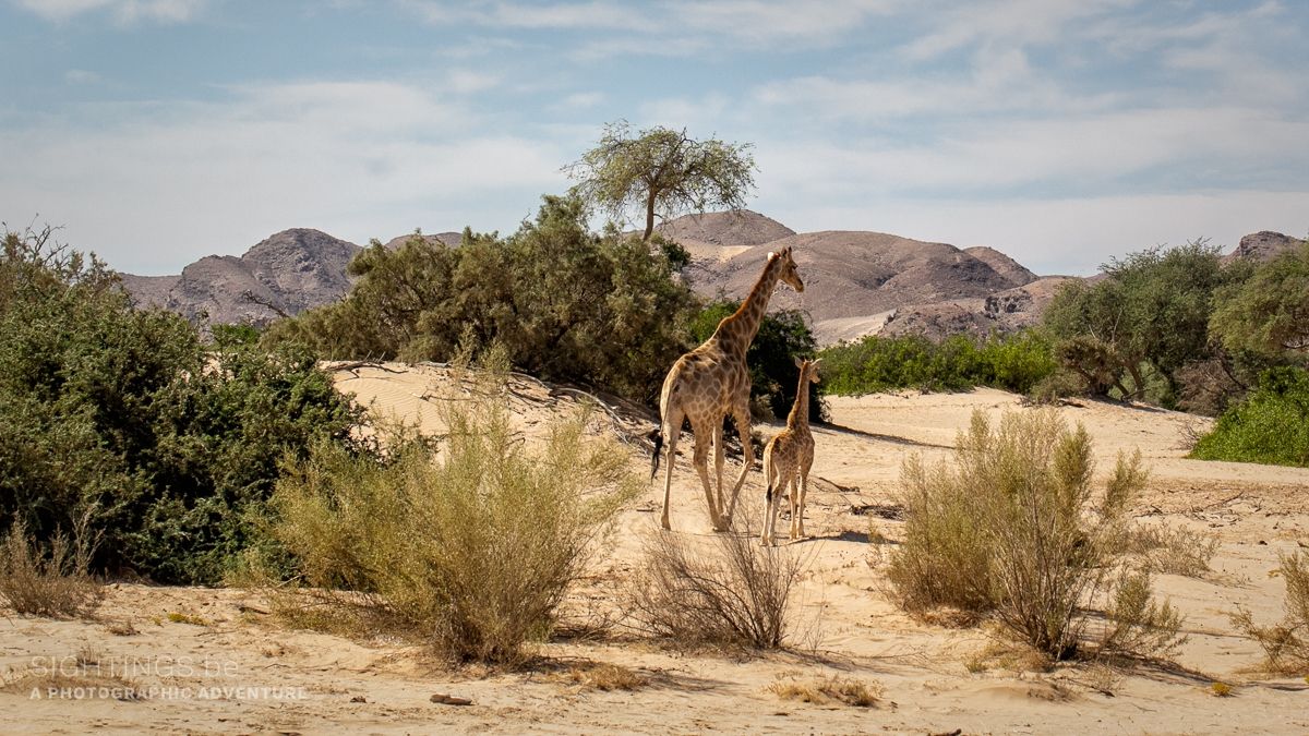 Giraffes in the Palmwag Concession