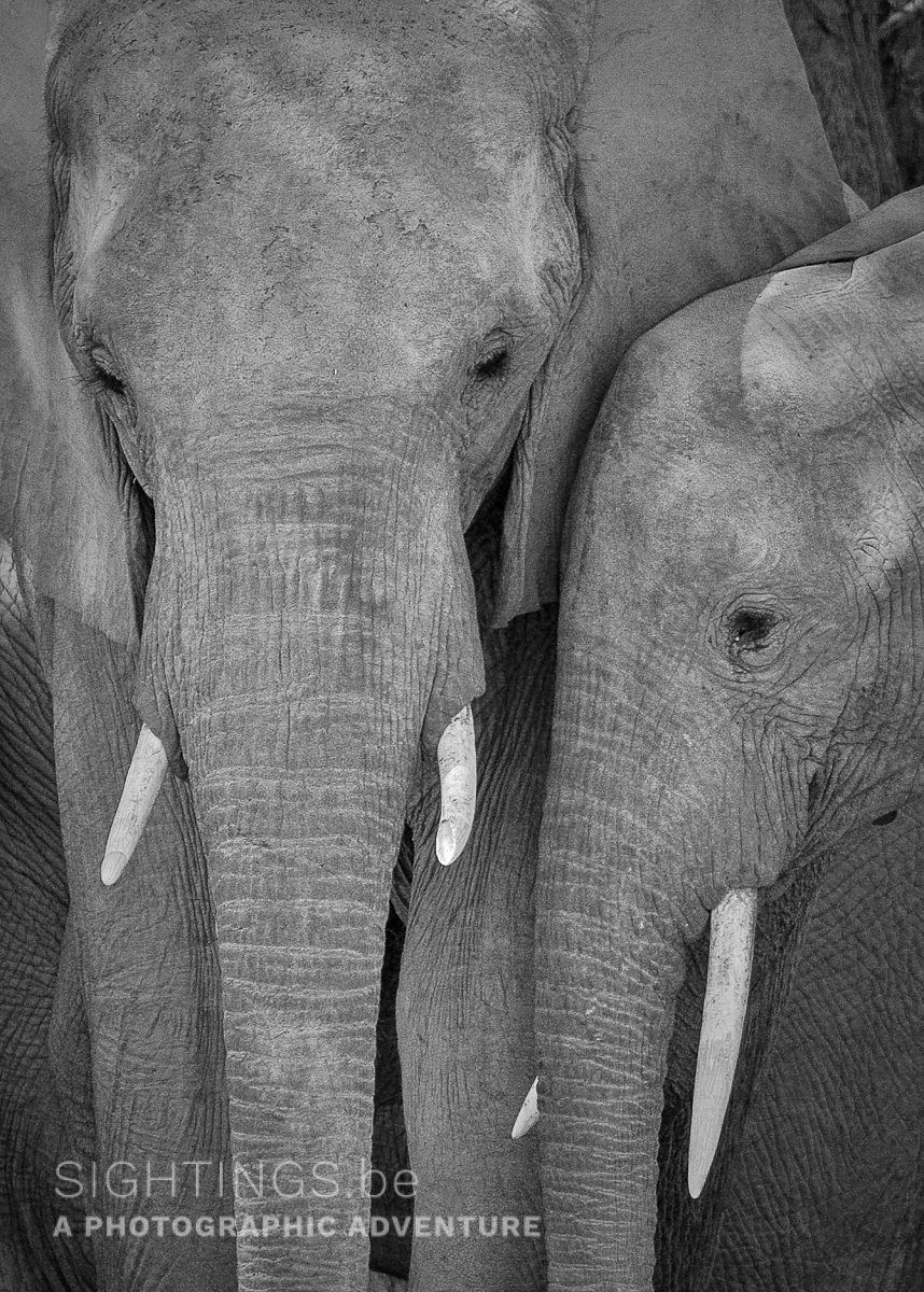 Desert elephants in the Palmwag Concession