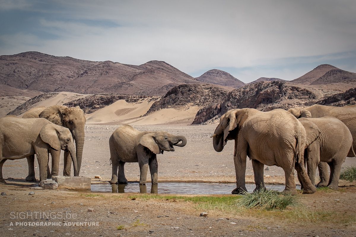 Desert elephants in the Palmwag Concession