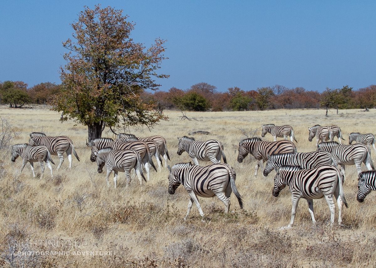 Zebras in Etosha National Park