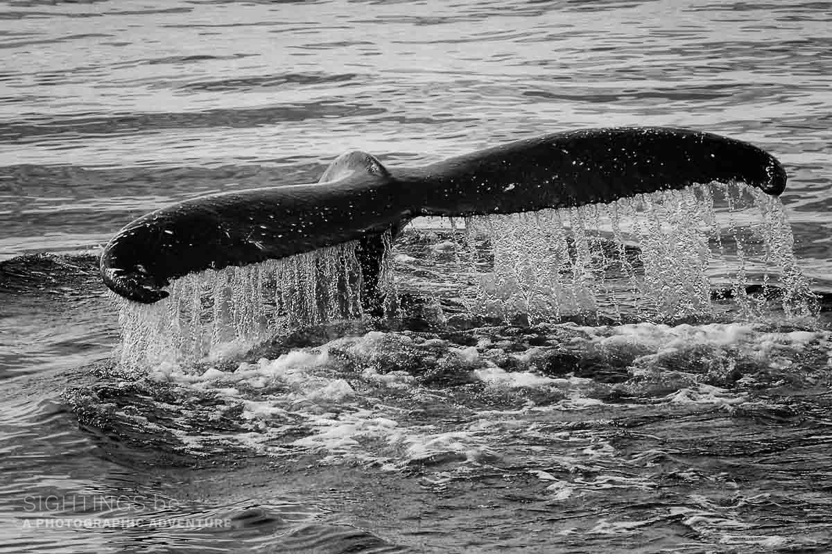 Whale tail, Witless Bay Ecological Reserve