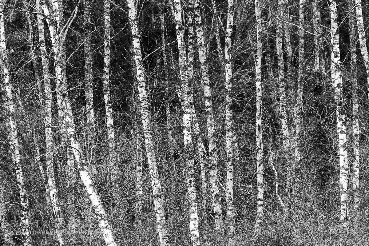 Birch trees near Jordtorpsåsen