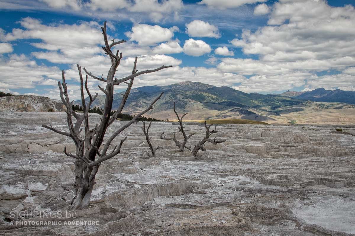Mammoth Hot Springs, Yellowstone