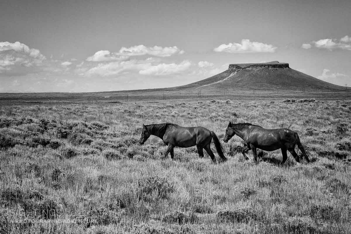 Wild horses near Pilot Butte
